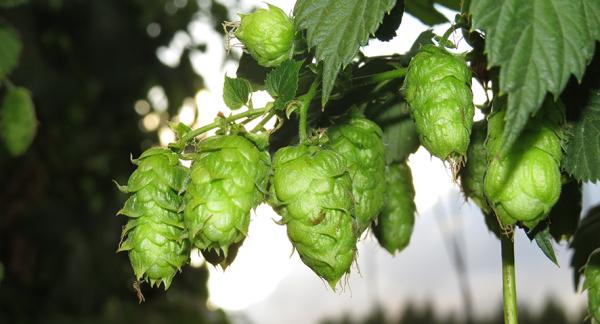 Hopfen-Stammtisch im Herbst